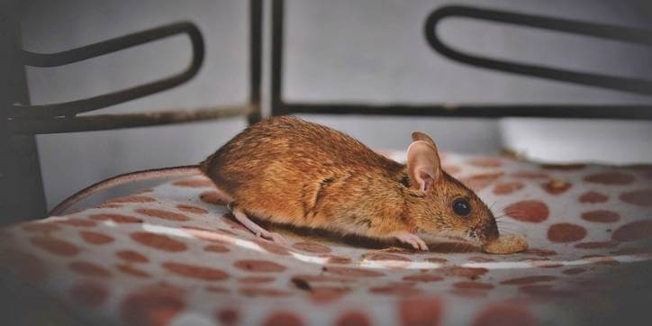 What Diseases Do Rats Carry? 35 Rodent-Borne Diseases