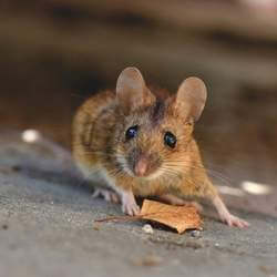 https://advancedwildlifecontrol.com/wp-content/uploads/2022/02/picture_of_house_mouse.jpg