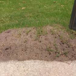 The 4 Things that Attract Ants to Your Home in Milwaukee WI Area