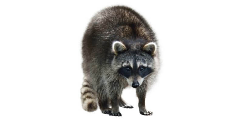 Advanced Wildlife & Pest Control and Removal Service in Wisconsin Advanced Wildlife & Pest Control and Removal Service in Wisconsin