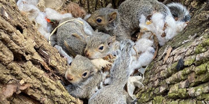 Discover Squirrel Breeding Cycle In Milwaukee, WI