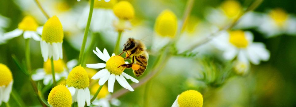 Bees are important members of our ecosystem in pollination, food production, and ecosystem health.