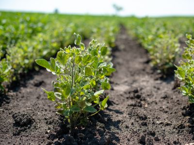 Bee pollinating crops that contribute to food production and agriculture