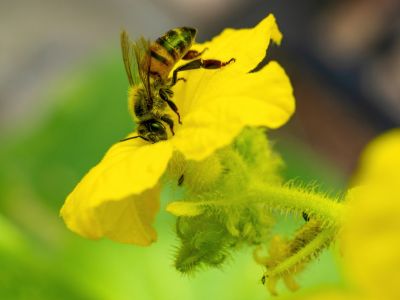 Bee transferring pollen between flowers during pollination process