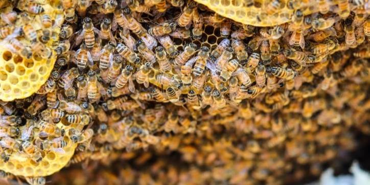 Why we should save the bees, especially the wild bees who need our help most