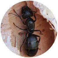 The Carpenter black color Ants in nest at slinger ,WI