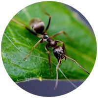 Silky ant on the leaf at slinger ,WI
