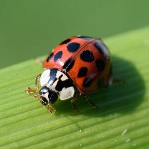 How to Identify a Asian Lady Beetle