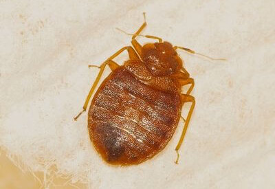 How to Identify a Bed Bug