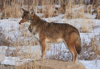 How to Identify a Coyote