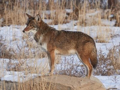 How to Identify a Coyote How to Identify a Coyote