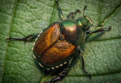 How to Identify a Japanese Beetle How to Identify a Japanese Beetle