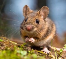 A mouse walking on the ground in Milwaukee, WI.