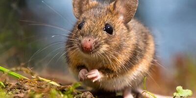 A mouse walking on the ground in Milwaukee, WI.