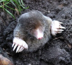 How to Identify a Mole