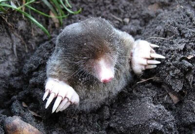 How to Identify a Mole