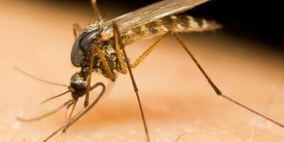 How to Identify a Mosquito How to Identify a Mosquito