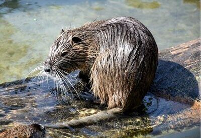 How to Identify a Muskrat