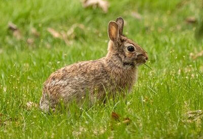 How to Identify a Eastern Cottontail Rabbit