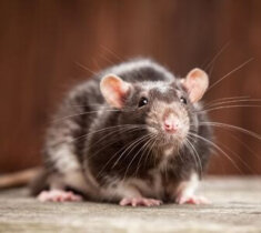 How to Identify a Rat