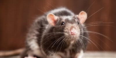 How to Identify a Rat