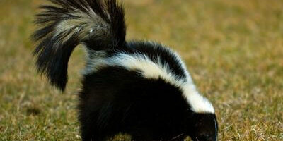 How to Identify a Skunk