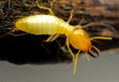 How to Identify a Termite