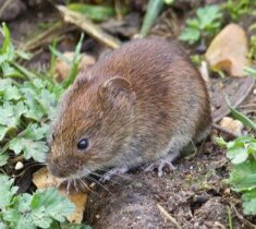 How to Identify a Vole