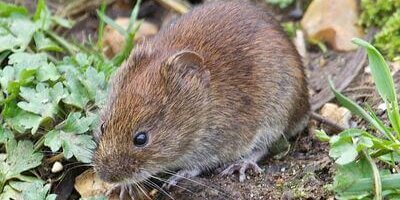 How to Identify a Vole