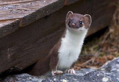 How to Identify a Weasel