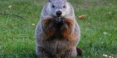 Woodchuck control service is available at Advanced Wildlife Control in Milwaukee, WI