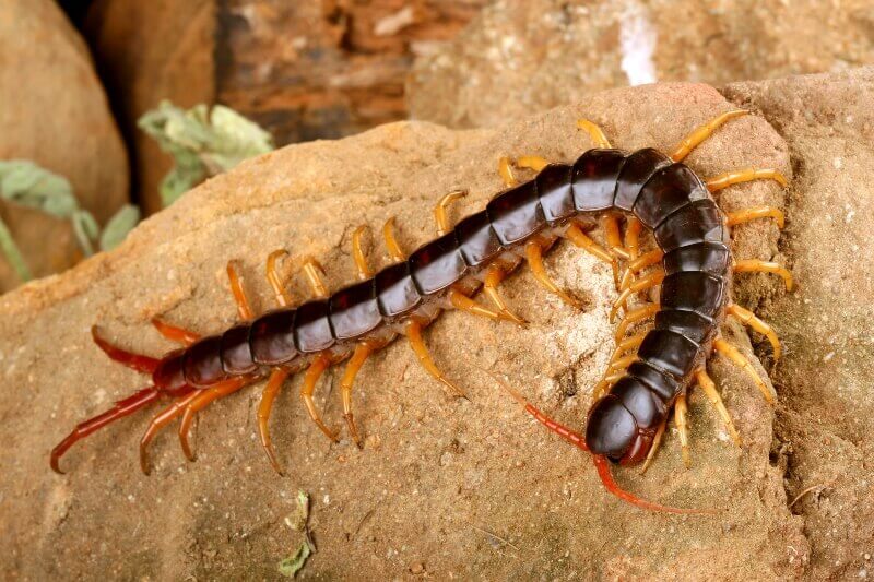 The Centipede in rock at at linger ,WI