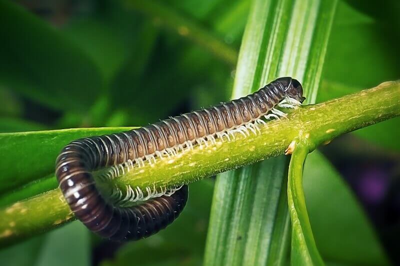 The Millipede in tree branch at slinger ,WI