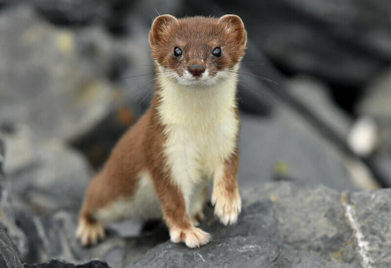 Weasels removal service - Advanced Wildlife & Pest Control
