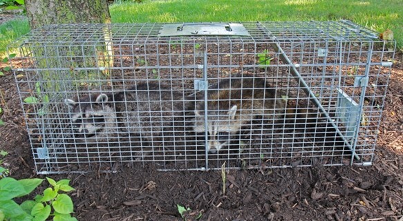 The captured Raccoons in Milwaukee, WI by Advanced Wildlife & Pest Control