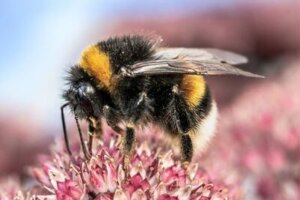 How to Identify a Bumblebee How to Identify a Bumblebee