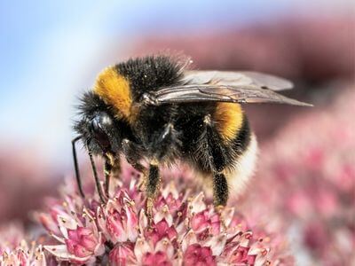 How to Identify a Bumblebee How to Identify a Bumblebee