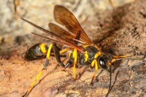 How to Identify a Mud Dauber How to Identify a Mud Dauber