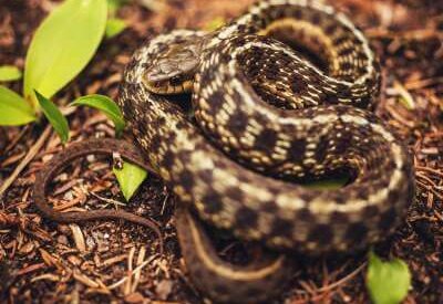 How to Identify a Garter Snake
