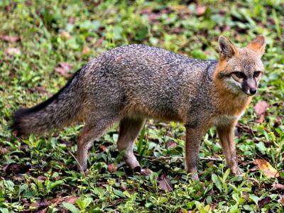 How to Identify a Grey Fox How to Identify a Grey Fox