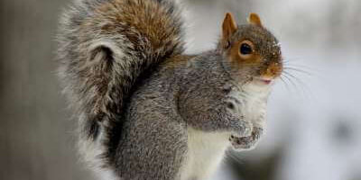 How to Identify a Grey Squirrel