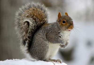 How to Identify a Grey Squirrel