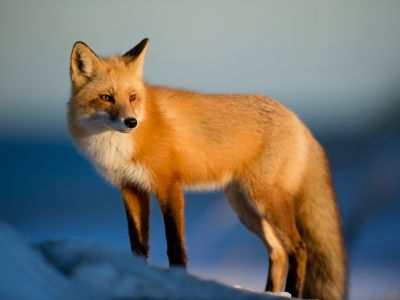 How to Identify a Red Fox How to Identify a Red Fox
