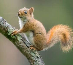  A red squirrel perched on a branch in Milwaukee, WI, showcases its vibrant fur and curious demeanor.