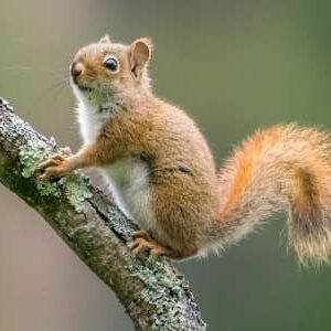 Close-up view of a red squirrel, highlighting its red fur, white belly fur, and small stature.