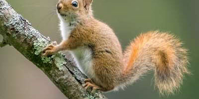  A red squirrel perched on a branch in Milwaukee, WI, showcases its vibrant fur and curious demeanor.