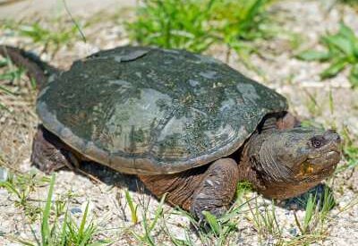 How to Identify a Snapping Turtle