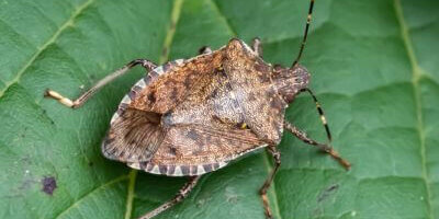 How to Identify a Brown Marmorated Stink Bug