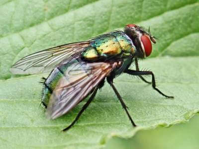 How to Identify Blow Flies How to Identify Blow Flies