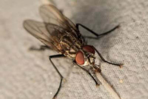 How to Identify Cluster Flies